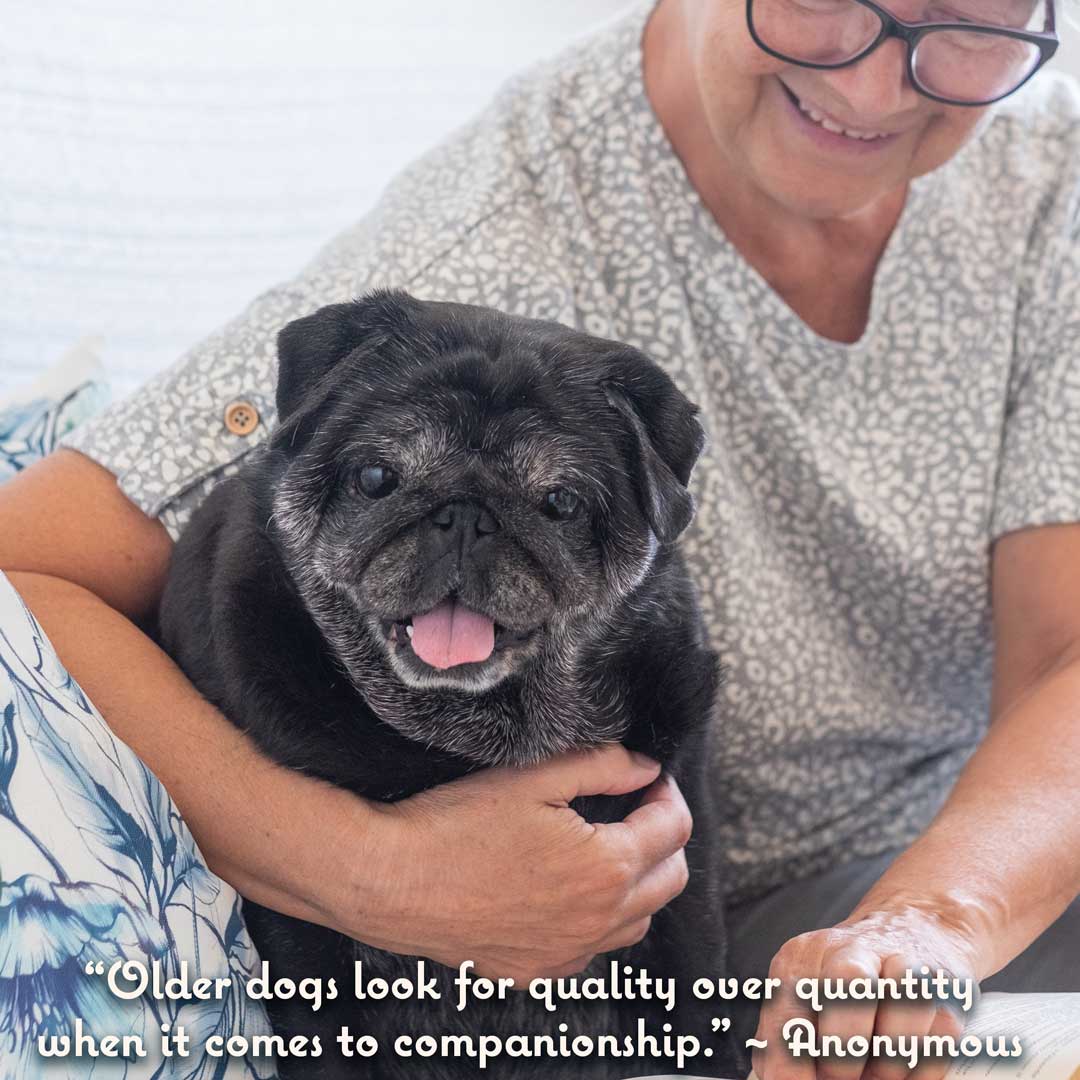 Senior Pug and woman